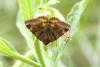 145769 – Photo : Michel Renou – France (78)