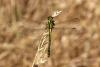 145031 – Photo : Vincent Derreumaux – France (84)