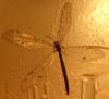 145801 – Photo : Bscrl – France (06)