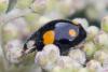 Harmonia axyridis