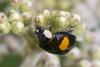 Harmonia axyridis