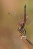145328 – Photo : Cochet Alain – France (31)