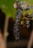 145498 – Photo : Christophe Quintin – France (21)