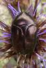 145987 – Photo : Stephane VASSEL – Italie
