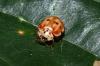 Harmonia quadripunctata