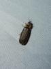 Lampyris sp.