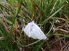 145447 – Photo : Arnaud Jean-Pierre – France (09)