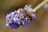 145929 – Photo : Michel Mathieu – France (84)