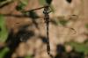 145102 – Photo : Thierry Wattez – France (79)