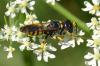 145883 – Photo : Andgelo Mombert – France (39)