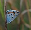 145095 – Photo : Picq Christophe – France (86)