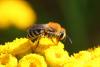 Colletes sp.