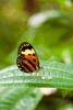145402 – Photo : Olivier Gaubert – Guyane française