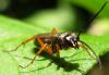 145947 – Photo : Philippe Legros – France (94)