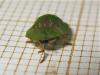 Cassida sp.