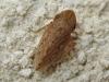 145611 – Photo : The Ghost Nightjar – France (56)
