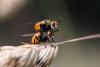 145541 – Photo : Yannick Herremans – France (56)