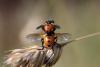 145544 – Photo : Yannick Herremans – France (56)