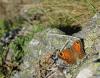 145340 – Photo : David Sannier – France (64)