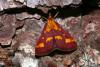 145584 – Photo : Michel Ehrhardt – France (68)