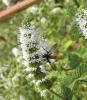 Cylindromyia bicolor