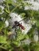 145580 – Photo : Bernard Pichetto – France (81)