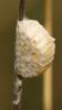 145861 – Photo : Christine DEVILLERS – Belgique