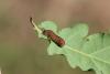 145968 – Photo : Insectesidf – France (61)