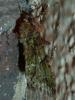 145905 – Photo : Bobabar – France (95)