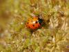 145873 – Photo : Nicolas Baudet – France (22)