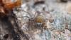 Tegenaria sp.