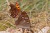 145429 – Photo : Marc Solari – France (68)