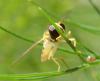 145454 – Photo : Liliane Delattre – France (30)