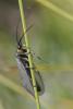 145263 – Photo : Marc Solari – France (88)
