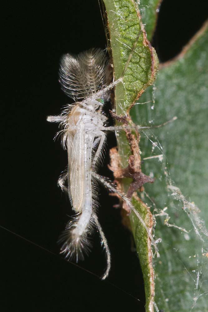 Eugène Vandebeulque - Chaoborus (Peusomyia) pallidus - réf. 145235 (667 x 1000 pixels, 91 ko)