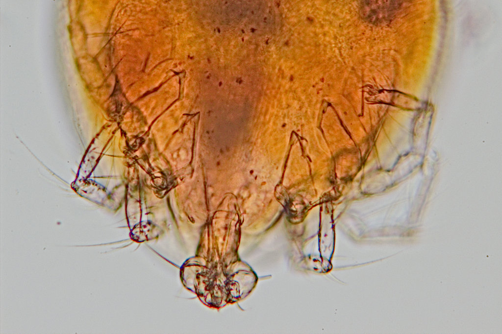Olivier9099 - Arrenurus sp. - réf. 145360 (1024 x 682 pixels, 162 ko)