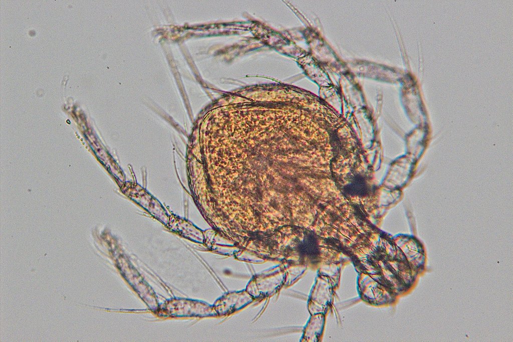 Olivier9099 - Arrenurus sp. - réf. 145361 (1024 x 682 pixels, 185 ko)