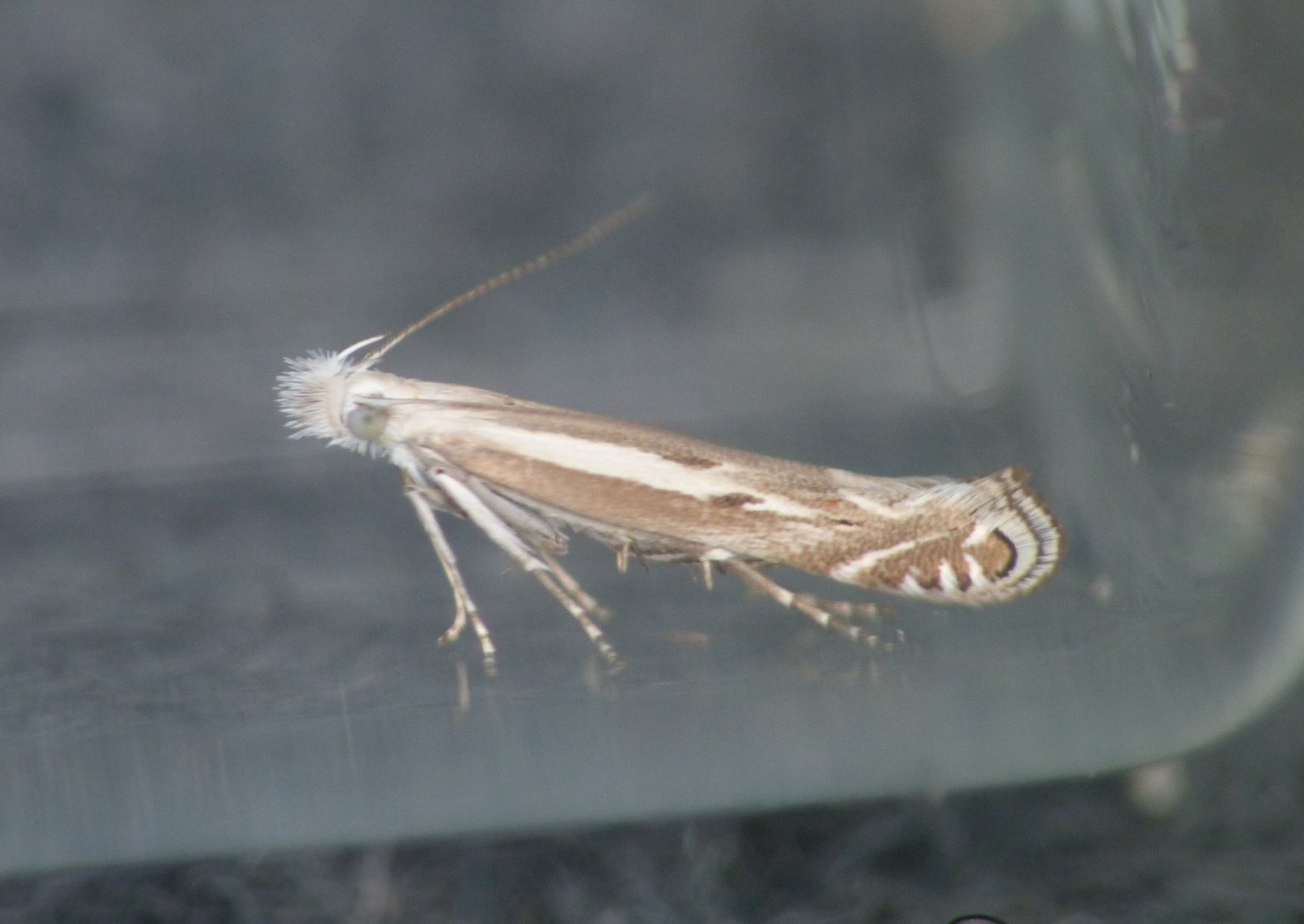 Ppersuy - Isophrictis lineatellus - réf. 145952 (1500 x 1063 pixels, 157 ko)