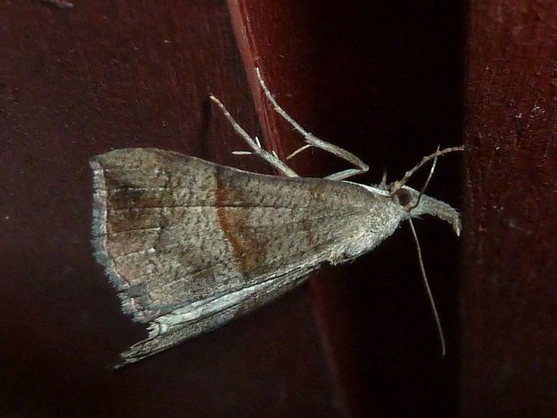 Bobabar - Hypena proboscidalis - réf. 145002 (800 x 600 pixels, 77 ko)