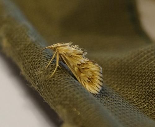 Cynaeda dentalis