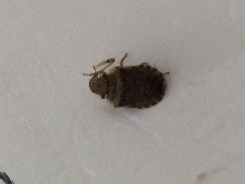 Réf. 146 439 : Sciocoris sideritidis
