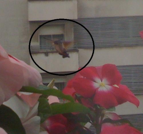 Macroglossum stellatarum