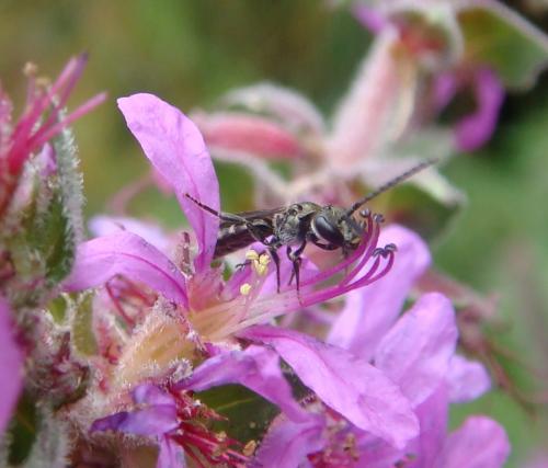 Lasioglossum sp.