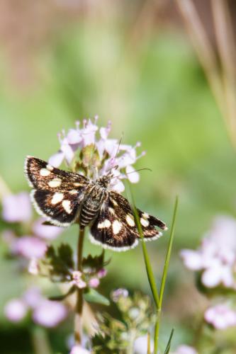 Réf. 146 125 : Eurrhypis pollinalis