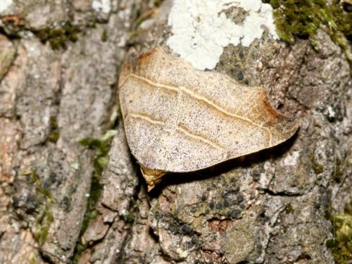 Réf. 146 322 : Laspeyria flexula