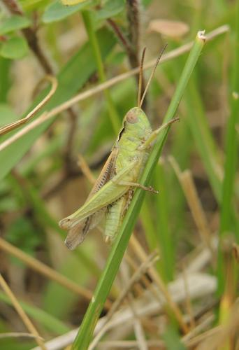 Réf. 146 267 : Chorthippus biguttulus biguttulus