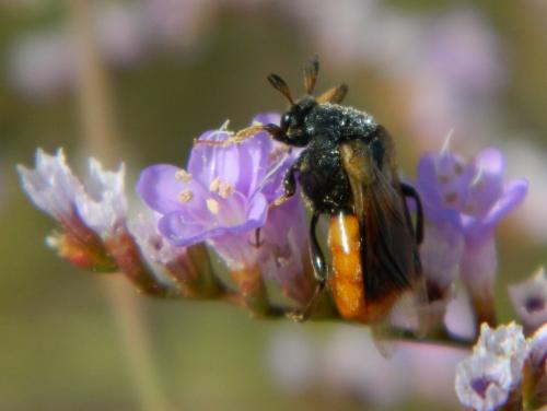 Ripiphorus subdipterus