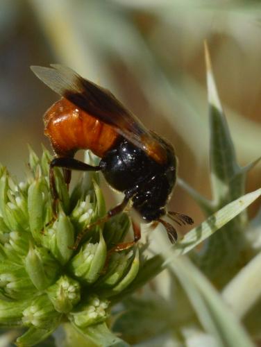 Réf. 146 113 : Ripiphorus subdipterus