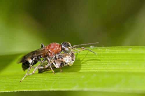 Alysson tricolor
