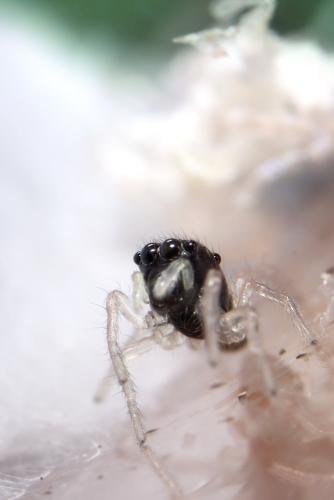Heliophanus cupreus
